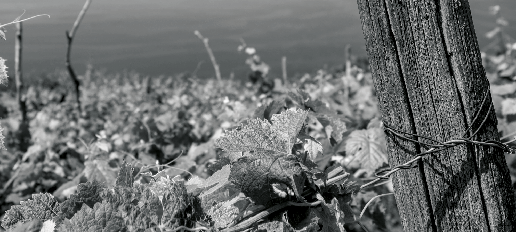 Vector Smart Object-2