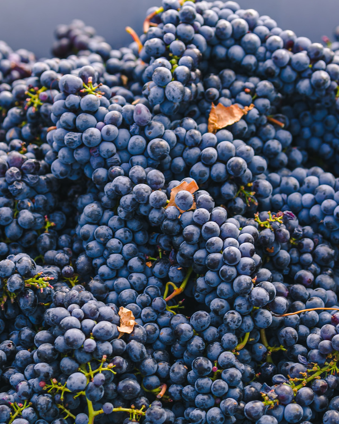 Vendemmia Valiano 17-09-2020-217